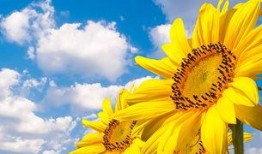 五阶双头向日葵最新爆料,神秘特性引发热议，植物界新霸主诞生