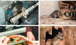 最新老鼠爆料,最新老鼠爆料揭露明星真实面目